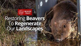 Restoring Beavers To Regenerate Our Landscapes