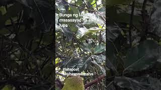 bunga ng langka masasayad na sa lupa #latepost #buhayprobinsya #shorts #video #langka #bundok