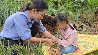 Harvest ginger with my daughter to take to the market - perfect the floor - Nguyễn Thị Diễm