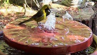 Make a Recirculating Bird Bath