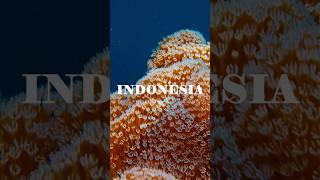 Indonesia 4K Film #wildlifeentertainment #travel