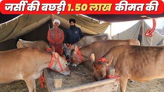 35 लीटर तक दूध देने वाली जर्सी गाय | Jersey cows Dairy Farming in India | PDFA 2023