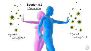 Le système immunitaire