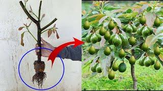 Grow Avocado plant from seed at home | How to cuttings avocado to grow 100%
