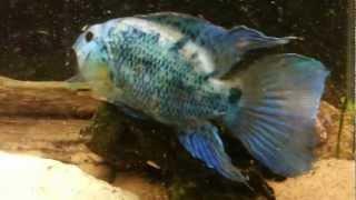 Salvini and electric blue Jack Dempsey jaw locking