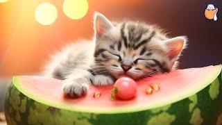 Purrfect Serenity: Relaxing Music to Soothe and Calm Your Cats | Cat Music | Sleepy Cat