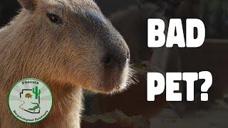 So, you want a pet capybara?