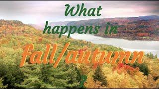 What happens in fall?