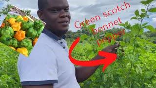 How to produce 1000 pounds of Scotch bonnet peppers per week