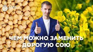 Чем можно заменить сою и удешевить производство корма.