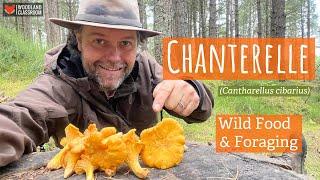 Foraging for Chanterelle (Wild Food & Fungi ID)