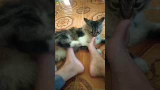 Spoiled Cat Follows Wherever I go #cat  #viral #funny #funnycats #funnycat #funnyvideo #funnyshort