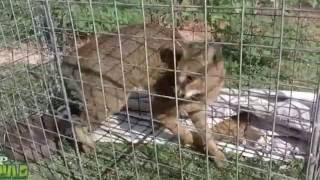 Release of jungle cat | Wildlife | Animals