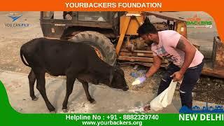 29th Oct 2022 Feed the Stray Animals – An initiative by the Yourbackers New Delhi