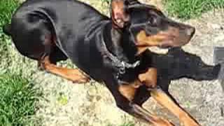 DOBERMAN VS CAT