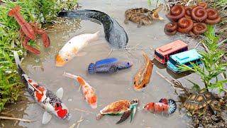 Fish scoops in ponds, ornamental fish, colorful fish, koi fish, goldfish, molly fish, comet fish