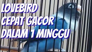 CARA MEMBUAT LOVEBIRD CEPAT GACOR DALAM 1 MINGGU