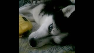 Siberian Husky relaxing with his best friend.Greatful to have rescued him!