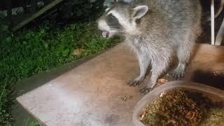 Raccoon Acts at Home with Me