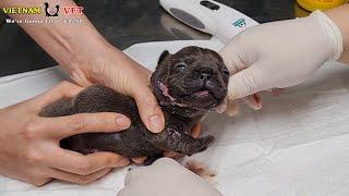 Baby puppy crying loudly because of being sick - But VET treated for him