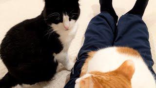 Jealous Cat Doesn't like It When Other Cat Sits On Owners Lap