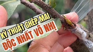 28/12 Xem cao thủ Út Đực chia sẻ kĩ thuật ghép mai Thủ Đức vào phôi tứ quý bonsai độc nhất vô nhị