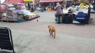 Dog moves in slow motion to catch a bird