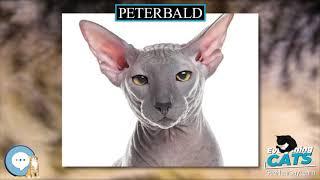 Peterbald  EVERYTHING CATS 