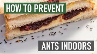 How to Stop Ants from Coming Inside Your House (4 Easy Steps)