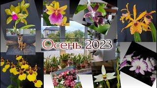Цветение орхидей Осень 2023