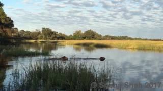 Two lions attacked by crocodile!