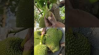 jackfruit lovers#jackfruit #jackfruit cutting