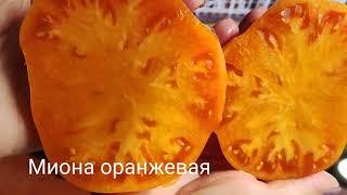 Томаты в разрезе и дегустация часть №2