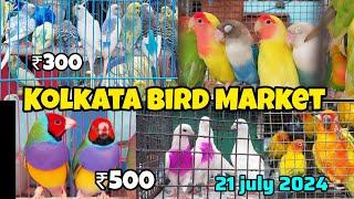 হাজার টাকা জোড়ায় পাবে গোল্ডেন ফিঞ্চ | Kolkata Bird Market | Gallif Street Pet Market |21 july 2024