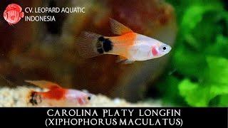 Red and White Mickey Mouse Platy a.k.a CAROLINA Platy (Leopard Aquatic E015A)