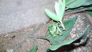 Red Eyed Devil Katydid vs European Mantis