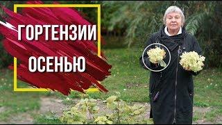 Как Подготовить ГОРТЕНЗИЮ К Зиме ️ Обрезка гортензий  Декоративные кустарники Осенью