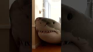 A SHARK BROKE INTO MY HOUSE!