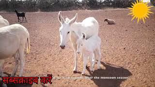 Halari donkey of saurashtra animal video #animals #viralvideo