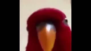 red bird dark souls