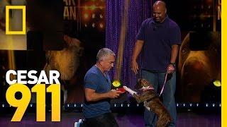 Learning to Nurture the Right Behavior | Cesar Millan