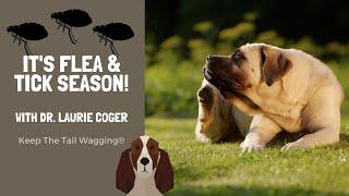 It's Flea & Tick Season with Dr. Laurie Coger