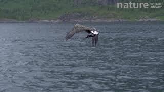 White tailed eagle catching fish, Lofoten, Norway, August.