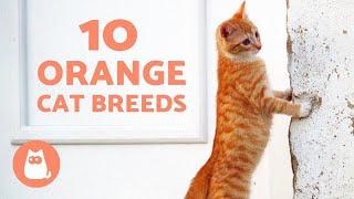 ORANGE CAT BREEDS  TOP 10!