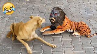 शैतान कुत्ते ने जब देख लिया भूतिया शेर! FUNNIEST ANIMAL MOMENTS CAUGHT ON CAM 14