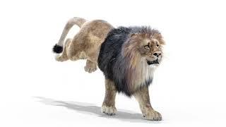 Animated Lion 3D Model with Fur | @PROmax3D