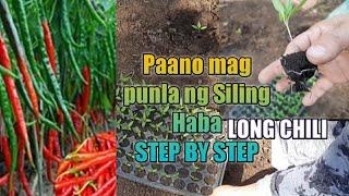 HOW TO GROW SILING HABA (LONG CHILI/CHILI FINGER) STEP BY STEP FROM SEEDLINGS TO PLANTING