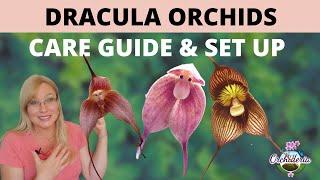 Dracula Orchids: How ALTITUDE Influences Their Care