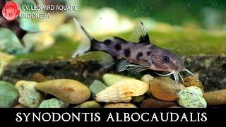 THE INVENTIVE SYNODONTIS ALBOCAUDALIS. Leopard Aquatic B093A