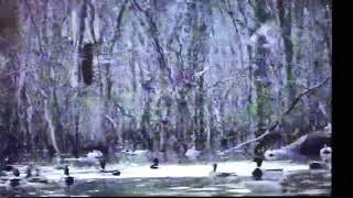 Kirk McCullough finishing mallards in the woods with surrounding gun fire. Duck Hunting